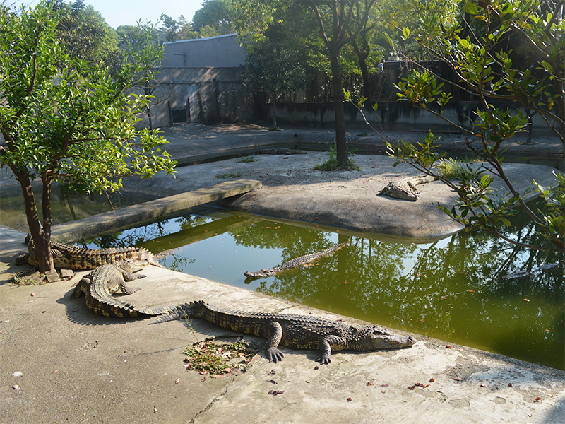 鳄鱼谷鳄鱼展示区